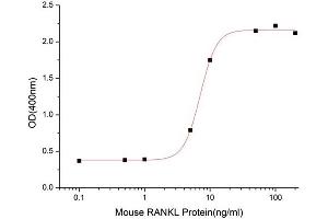 Activity Assay (AcA) image for Tumor Necrosis Factor (Ligand) Superfamily, Member 11 (TNFSF11) (AA 72-316) (Active) protein (Fc Tag) (ABIN7607504)