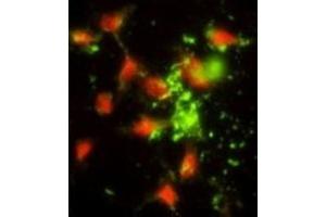 Immunofluorescence (IF) image for anti-Signal Recognition Particle 72kDa (SRP72) antibody (ABIN3002878) (SRP72 抗体)