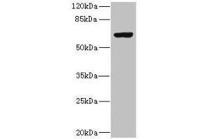 Western blot All lanes: SLC13A2 antibody at 1. (SLC13A2 抗体  (AA 345-455))