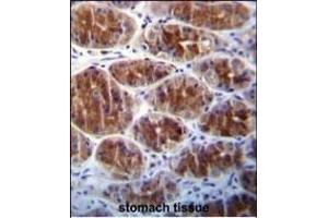 AREG Antibody (C-term) (ABIN392202 and ABIN2841903) immunohistochemistry analysis in formalin fixed and paraffin embedded human stomach tissue followed by peroxidase conjugation of the secondary antibody and DAB staining. (Amphiregulin 抗体  (C-Term))