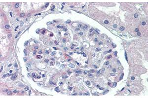 Immunohistochemistry with Human kidney lysate tissue at an antibody concentration of 5. (PODXL 抗体  (Middle Region))