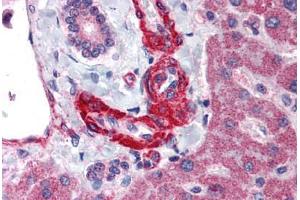 Anti-AGT / Angiotensinogen antibody  ABIN1048321 IHC staining of human liver. (AGT 抗体  (Internal Region))