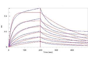 Bio-Layer Interferometry (BLI) image for Angiotensin I Converting Enzyme 2 (ACE2) protein (His tag,AVI tag,Biotin) (ABIN6952431)