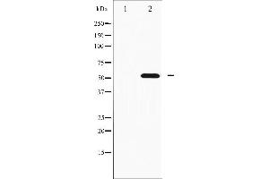 Western blot analysis of p70 S6 Kinase beta phosphorylation expression in EGF treated K562 whole cell lysates,The lane on the left is treated with the antigen-specific peptide. (RPS6KB2 抗体  (pSer423))