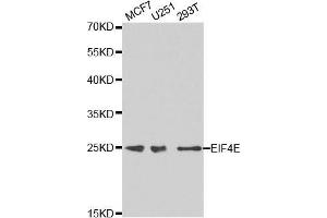 Western blot analysis of extracts of various cell lines, using EIF4E antibody. (EIF4E 抗体  (AA 1-100))