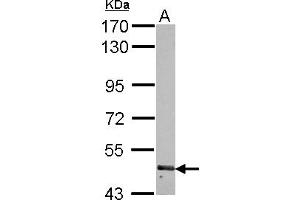 Western Blotting (WB) image for anti-Ring Finger Protein 180 (RNF180) (AA 9-302) antibody (ABIN1500720) (RNF180 抗体  (AA 9-302))