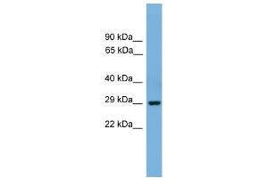 WB Suggested Anti-Bhlhb4 Antibody Titration:  0. (BHLHE23 抗体  (N-Term))