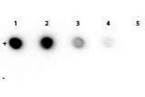 Dot Blot of Mouse anti-Rhodamine Monoclonal Antibody. (Rhodamine 抗体)