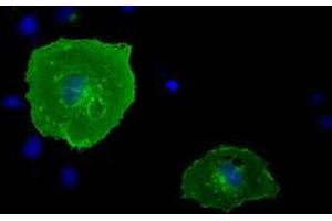 Anti-BTN1A1 mouse monoclonal antibody (ABIN2452840) immunofluorescent staining of COS7 cells transiently transfected by pCMV6-ENTRY BTN1A1 (RC223852). (BTN1A1 抗体)