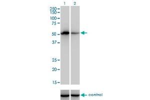 Western blot analysis of F9 over-expressed 293 cell line, cotransfected with F9 Validated Chimera RNAi (Lane 2) or non-transfected control (Lane 1).