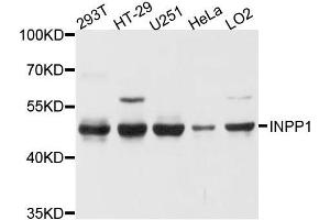 Western blot analysis of extracts of various cell lines, using INPP1 antibody. (INPP1 抗体  (AA 1-180))