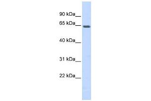 WB Suggested Anti-MEF2A Antibody Titration: 0. (MEF2A 抗体  (N-Term))