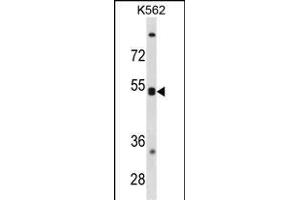 CXCR5 Antibody (N-term) (ABIN1881245 and ABIN2838854) western blot analysis in K562 cell line lysates (35 μg/lane). (CXCR5 抗体  (N-Term))