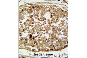 SG1 Antibody (N-term) (ABIN651886 and ABIN2840439) immunohistochemistry analysis in formalin fixed and raffin embedded human testis tissue followed by peroxidase conjugation of the secondary antibody and DAB staining. (SPAG1 抗体  (N-Term))