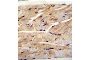 Formalin fixed, paraffin embedded Mouse heart tissue stained with FAM82B Antibody (N-term) followed by peroxidase conjugation of the secondary antibody and DAB staining. (FAM82B 抗体  (N-Term))