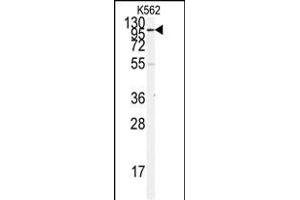 Western blot analysis of anti-ACE2 (SARS Receptor) Antibody (N-term) (ABIN390045 and ABIN2840582) in K562 cell line lysates (35 μg/lane). (ACE2 抗体  (N-Term))