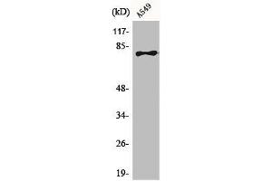 Western Blot analysis of A549 cells using BRD3 Polyclonal Antibody (BRD3 抗体  (C-Term))