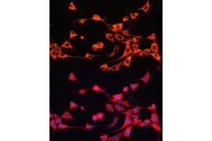 Immunofluorescence (IF) image for anti-ATP-Binding Cassette, Sub-Family B (MDR/TAP), Member 10 (ABCB10) (AA 230-300) antibody (ABIN6136345)