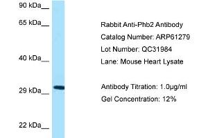 Western Blotting (WB) image for anti-Prohibitin 2 (PHB2) (Middle Region) antibody (ABIN2788747) (Prohibitin 2 抗体  (Middle Region))