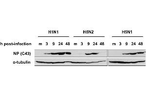 Western Blotting (WB) image for anti-Influenza Nucleoprotein antibody (Influenza A Virus H2N2) (H1N1), (H2N2), (H3N2), (H5N1), (H5N2) (ABIN2452039)