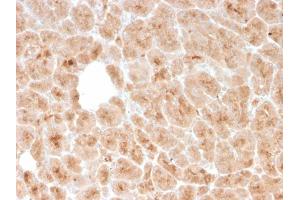 Formalin-fixed, paraffin-embedded human pancreas stained with LMO2 Mouse Monoclonal Antibody (rLMO2/1971). (Recombinant LMO2 抗体  (AA 23-140))