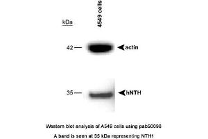 Image no. 1 for anti-Nth Endonuclease III-Like 1 (NTHL1) (full length) antibody (ABIN363407) (Nth Endonuclease III-Like 1 (NTHL1) (full length) 抗体)