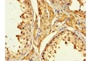 Immunohistochemistry of paraffin-embedded human testis tissue using ABIN7162427 at dilution of 1:100