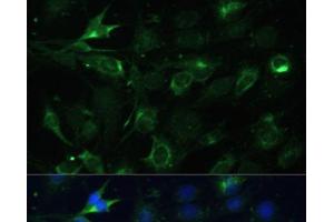Immunofluorescence (IF) image for anti-Cytochrome C Oxidase Subunit VIa Polypeptide 1 (COX6A1) antibody (ABIN7260863)