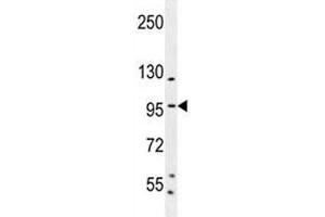Western Blotting (WB) image for anti-Sp1 Transcription Factor (SP1) (AA 677-707) antibody (ABIN3032701)