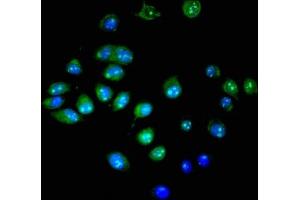 Immunofluorescent analysis of A549 cells using ABIN7174447 at dilution of 1:100 and Alexa Fluor 488-congugated AffiniPure Goat Anti-Rabbit IgG(H+L) (UBE2E3 抗体  (AA 2-128))
