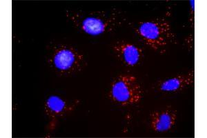 Proximity Ligation Assay (PLA) image for anti-Platelet Derived Growth Factor Receptor beta (PDGFRB) (AA 33-133) antibody (ABIN518746)