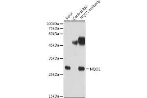 Immunoprecipitation analysis of 300 μg extracts of HeLa cells using 3 μg NQO1 antibody (ABIN7268795). (NQO1 抗体)