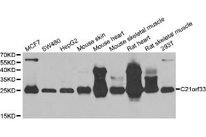 Western blot analysis of extracts of various cell lines, using C21orf33 antibody. (C21orf33 抗体)