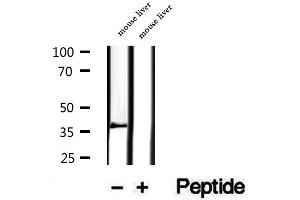 Western blot analysis of extracts of mouse liver tissue, using PIK3IP1 antibody. (PIK3IP1 抗体  (N-Term))