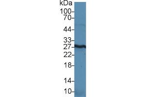 Detection of HMGB1 in Mouse Kidney lysate using Polyclonal Antibody to High Mobility Group Protein 1 (HMGB1) (HMGB1 抗体  (AA 1-215))