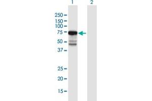 Western Blot analysis of KIAA0020 expression in transfected 293T cell line by KIAA0020 MaxPab polyclonal antibody. (KIAA0020 抗体  (AA 1-648))