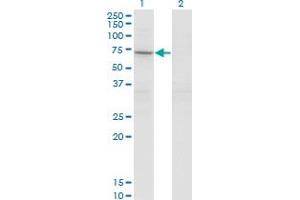 Western Blotting (WB) image for anti-Signal Transducing Adaptor Molecule (SH3 Domain and ITAM Motif) 2 (STAM2) (AA 416-525) antibody (ABIN523668)