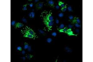 Anti-DLD mouse monoclonal antibody (ABIN2454951) immunofluorescent staining of COS7 cells transiently transfected by pCMV6-ENTRY DLD (RC200639). (DLD 抗体)