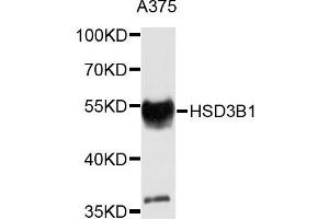 Western blot analysis of extracts of A375 cells, using HSD3B1 antibody. (HSD3B1 抗体)