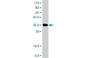 Western Blot detection against Immunogen (36. (SPR 抗体  (AA 164-260))