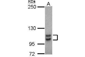 Western Blotting (WB) image for anti-Sp1 Transcription Factor (SP1) (C-Term) antibody (ABIN2855540)