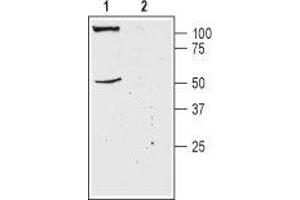 Western blot analysis of mouse brain membranes: - 1. (KCNK18 抗体  (1st Extracellular Loop))