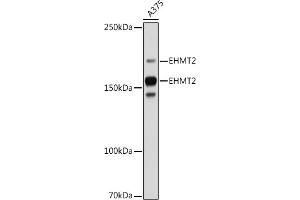 Western blot analysis of extracts of  cells, using EHMT2 antibody (ABIN7265616) at 1:1000 dilution. (EHMT2 抗体)