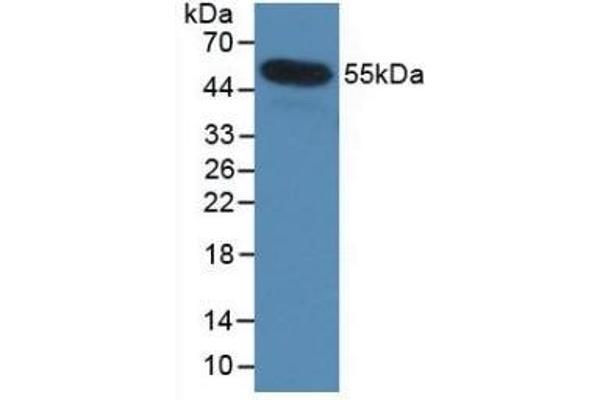 Interleukin 35 抗体  (AA 23-219)