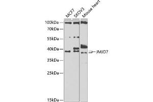 Western blot analysis of extracts of various cell lines, using JMJD7 antibody (ABIN6131500, ABIN6142660, ABIN6142661 and ABIN6223279) at 1:1000 dilution. (JMJD7 抗体  (AA 1-316))