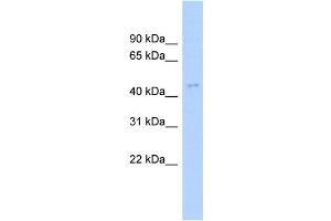 WB Suggested Anti-ACTL6A Antibody Titration: 0. (BAF53A 抗体  (N-Term))