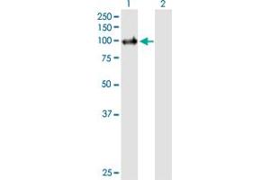Western Blot analysis of PIK3C3 expression in transfected 293T cell line by PIK3C3 MaxPab polyclonal antibody. (PIK3C3 抗体  (AA 1-887))