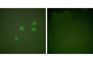 Peptide - +Immunofluorescence analysis of A549 cells, using Cyclinantibody. (Cyclin E1 抗体)