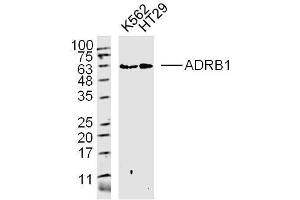 Lane 1: K562 lysates Lane 2: HT29 lysates probed with ADRB1 Polyclonal Antibody, Unconjugated  at 1:300 dilution and 4˚C overnight incubation.