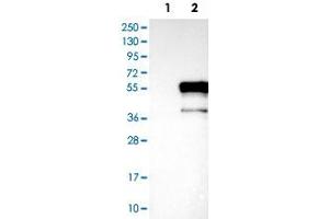 Western Blot analysis of Lane 1: negative control (vector only transfected HEK293T cell lysate) and Lane 2: over-expression lysate (co-expressed with a C-terminal myc-DDK tag in mammalian HEK293T cells) with DMRT1 polyclonal antibody . (DMRT1 抗体)